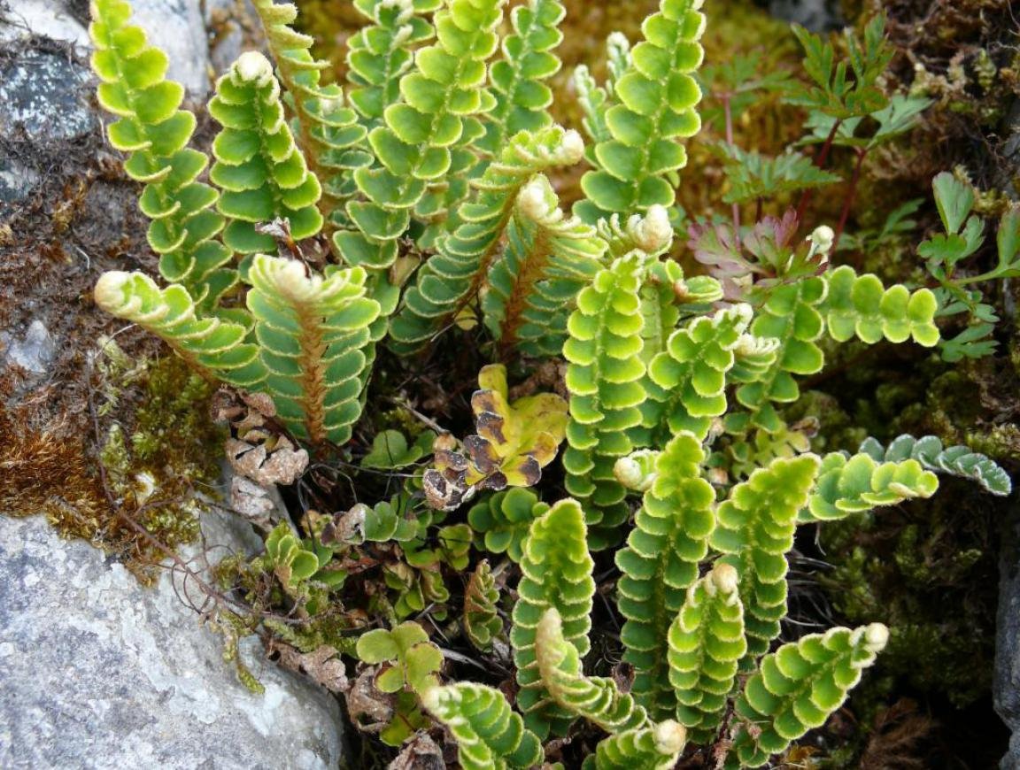 Ceterach Officinalis powder
